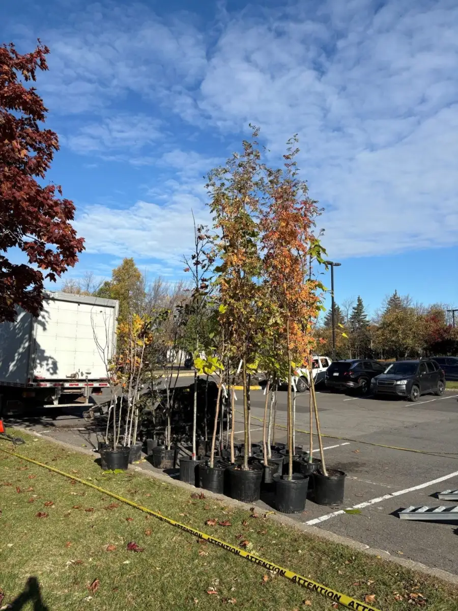 Préparation d'arbustes qui seront plantés sur le terrain du Cégep