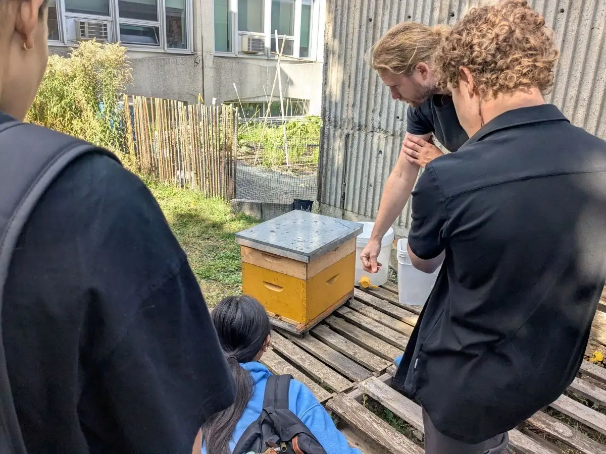 Personnes étudiantes autour d'une ruche