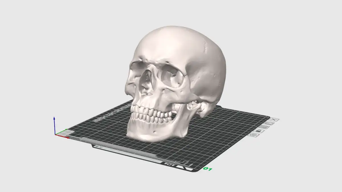 Modélisation 3D d'un crane humain