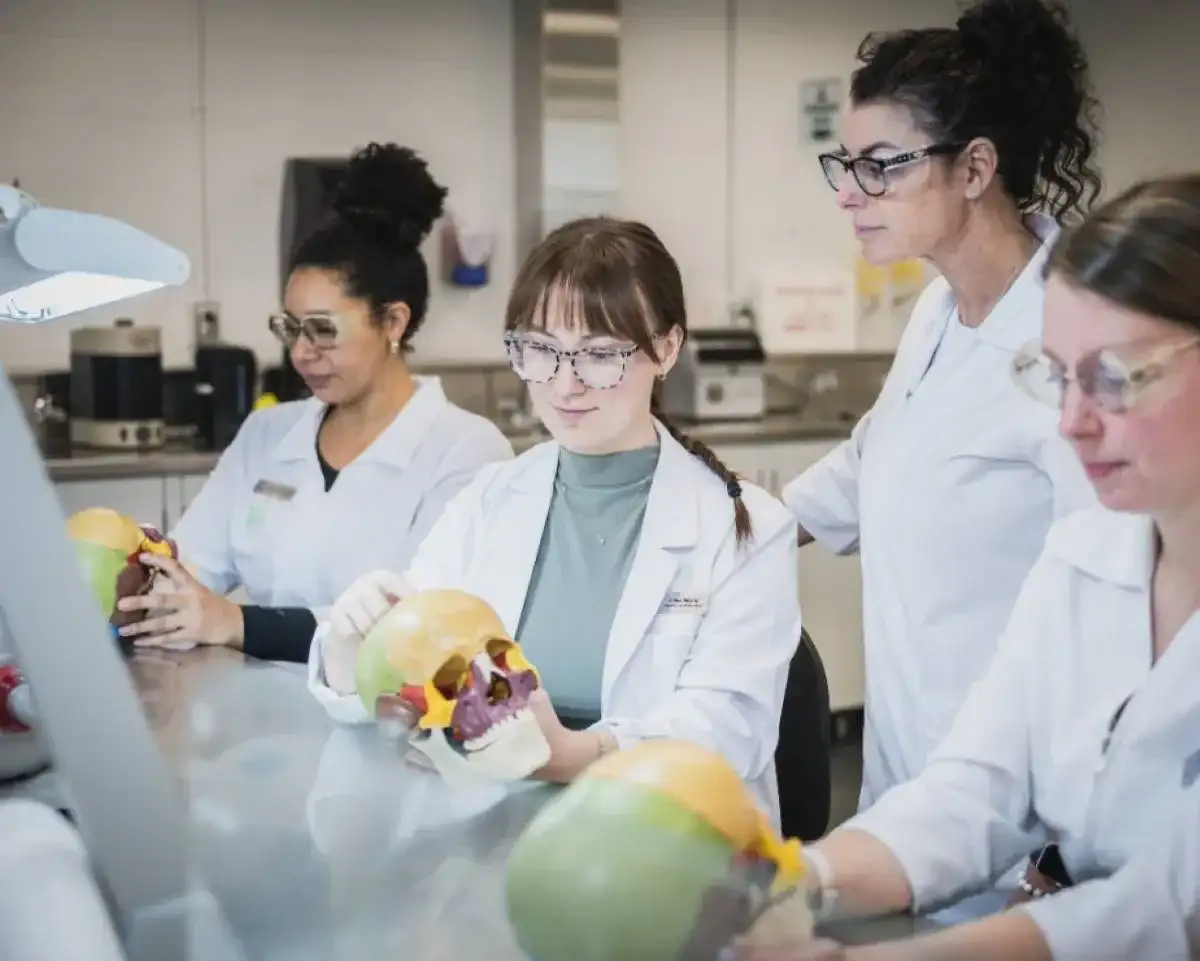 Personnes étudiantes qui étudient la morphologie d'un visage à l'aide d'un crane